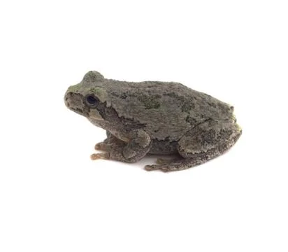 Cope's grey tree frog Foto stock
