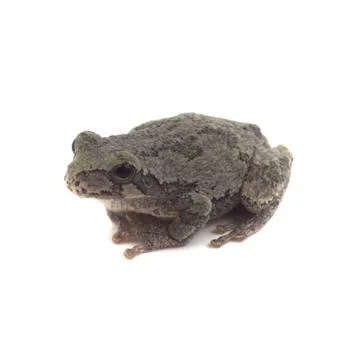 Cope's grey tree frog Stock Photos