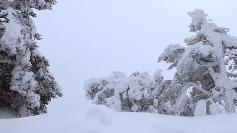 Copious snowfall among frozen trees Stock Footage 86493227