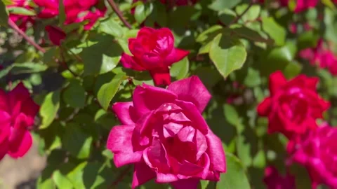 Copley square vertical tilt Stock Footage 204872945