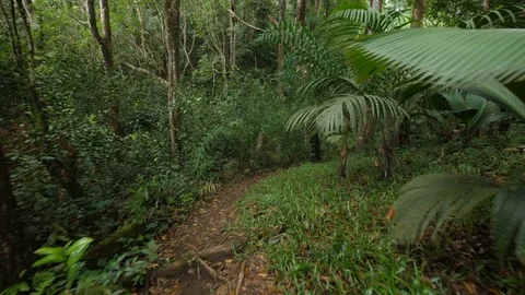 Copolia 1 Stock Footage 80389506