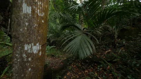 Copolia 2 Stock Footage 80390138