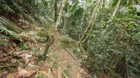 Copolia 4 Stock Footage 80390571