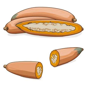 Copped Georgia candy roaster squash. Clipart. 스톡 일러스트