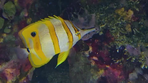 A copper band angle fish i Stock Footage 245030481