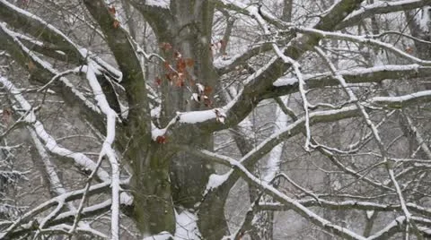 Copper beech (Fagus sylvatica 'Purpurea') Stock Footage 13678763