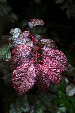 Copper beech leaves in the rain Stock Photos
