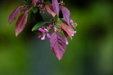 Copper beech or purple beech tree Fagus sylvatica purpurea Stock Photos