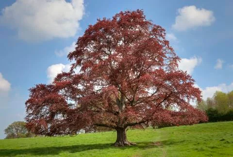 Copper Beech tree Stock Photos