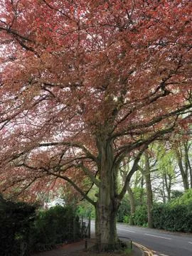 A copper beech tree in Spring foliage Stock Photos