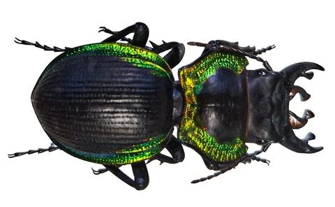 Copper bordered Ground Beetle is shown isolated on a white background with .. Photos