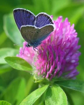 Copper butterfly Fotos de archivo