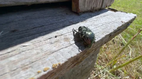Copper chafer beetle Vidéo 340959025