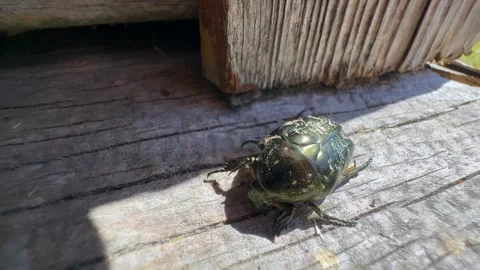 Copper chafer beetle moving slowly Stock Footage 340959440