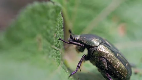 Copper Chafer beetle on a plant leaf 库存影片 285147010