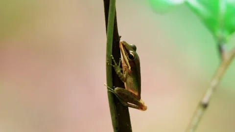 Copper Cheeked Frog in Singapore Stock Footage 338058627