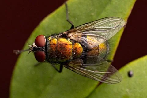 Copper Colored Blow Fly Foto stock