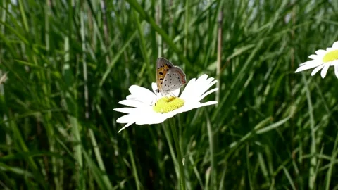 A copper colored butterfly hold tight in the wind. Video stock 324763258