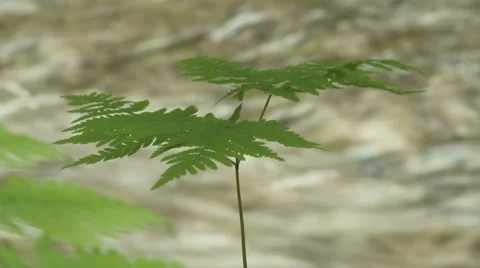 Copper Creek 04 Stock Footage 7745851