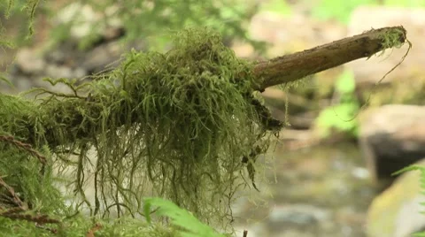 Copper Creek 05 Stock Footage 7746926