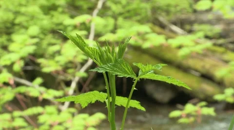 Copper Creek 07 Stock Footage 7747034