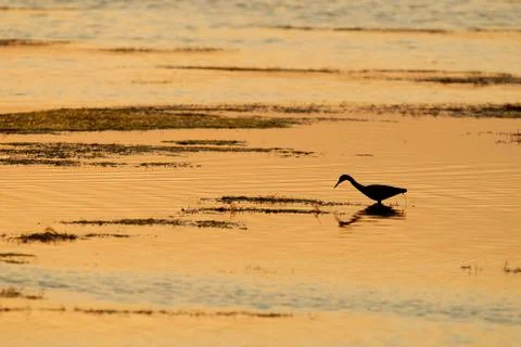 Copper Dusk 스톡 사진