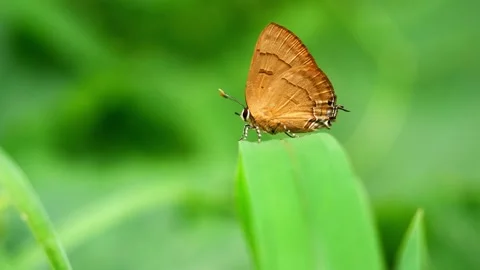 Copper Flash butterfly ( Rapala pheretima petosiris ) on leaf Stock Footage 257157222