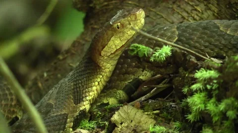 Copper head on forest floor Red River gorge Kentucky Stock Footage 52631280