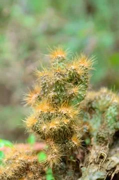 Copper king cactus in shallow depth of field Stock Photos