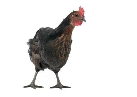 Copper marans chicken Stock Photos