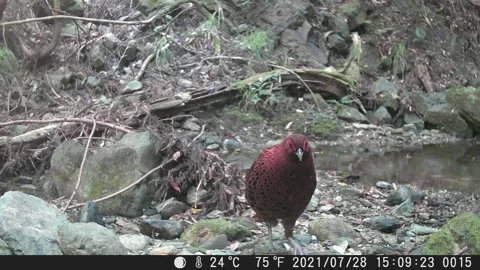 Copper Pheasant in Japan Stock Footage 169020607