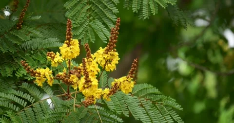 Copper Pod tree or yellow poinciana (Peltophorum pterocarpum) blooming. Stock Footage 269892477