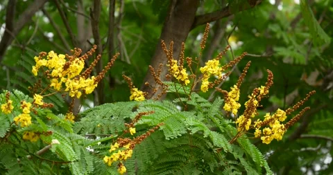 Copper Pod tree or yellow poinciana (Peltophorum pterocarpum) in the garden. Stock Footage 269897759
