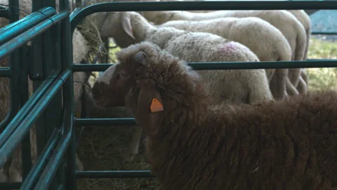 Copper-Red Ewe Lamb In Livestock Pen Stock Footage 340321420