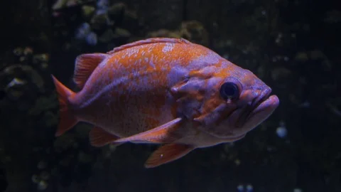 Copper rock fish swimming around Stock Footage 80743862