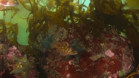Copper rockfish in a kelp forest in the Pacific Northwest in Canada. Stock Footage 333028838
