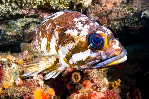 Copper rockfish Stock Photos
