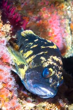 Copper rockfish on reef Stock Photos