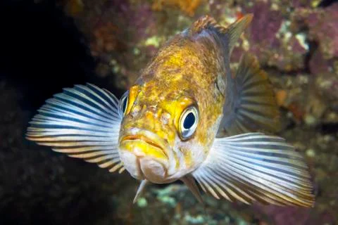 Copper rockfish on reef Stock Photos