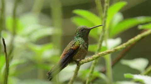 Copper-rumped Hummingbird Stock-Footage 64802646