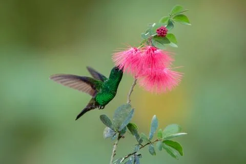Copper-rumped Hummingbird hovering next to pink mimosa flower, bird in flight Stock Photos