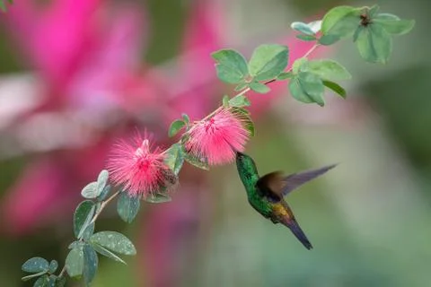 Copper-rumped Hummingbird hovering next to pink mimosa flower, bird in flight Stock Photos