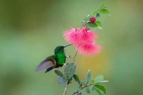 Copper-rumped Hummingbird hovering next to pink mimosa flower, bird in flight Stock Photos