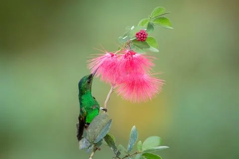 Copper-rumped Hummingbird hovering next to pink mimosa flower, bird in flight Stock Photos