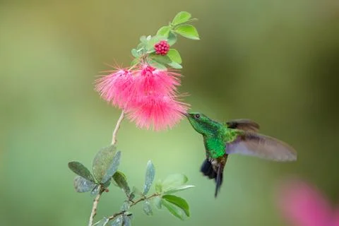 Copper-rumped Hummingbird hovering next to pink mimosa flower, bird in flight Stock Photos