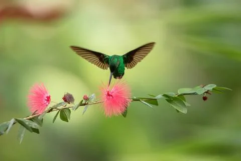 Copper-rumped Hummingbird hovering next to pink mimosa flower, bird in flight Stock Photos