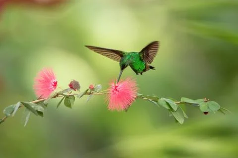 Copper-rumped Hummingbird hovering next to pink mimosa flower, bird in flight Stock Photos