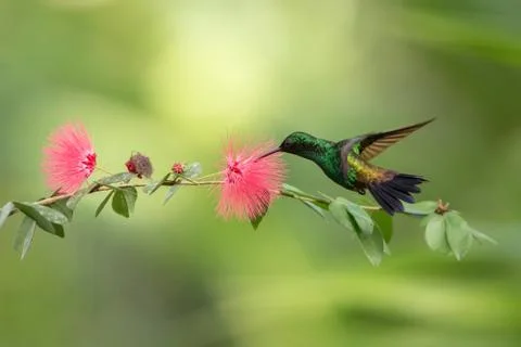Copper-rumped Hummingbird hovering next to pink mimosa flower, bird in flight Stock Photos