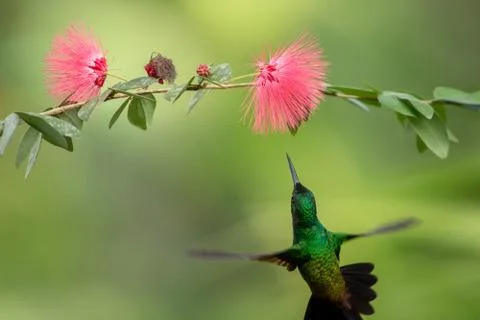 Copper-rumped Hummingbird hovering next to pink mimosa flower, bird in flight Stock Photos