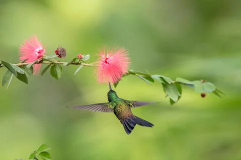 Copper-rumped Hummingbird hovering next to pink mimosa flower, bird in flight Stock Photos